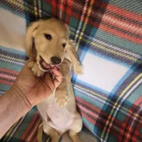 Ozzy - Longhair Cream, a male Miniature Dachshund for sale in Sacramento, CA – Photo 3 of 6