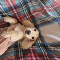 Ozzy - Longhair Cream, a male Miniature Dachshund for sale in Sacramento, CA – Photo 6 of 6