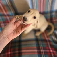 Ozzy - Longhair Cream, a male Miniature Dachshund for sale in Sacramento, CA – Photo 5 of 6