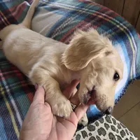 Ozzy - Longhair Cream, a male Miniature Dachshund for sale in Sacramento, CA – Photo 2 of 6
