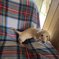 Ozzy - Longhair Cream, a male Miniature Dachshund for sale in Sacramento, CA – Photo 4 of 6