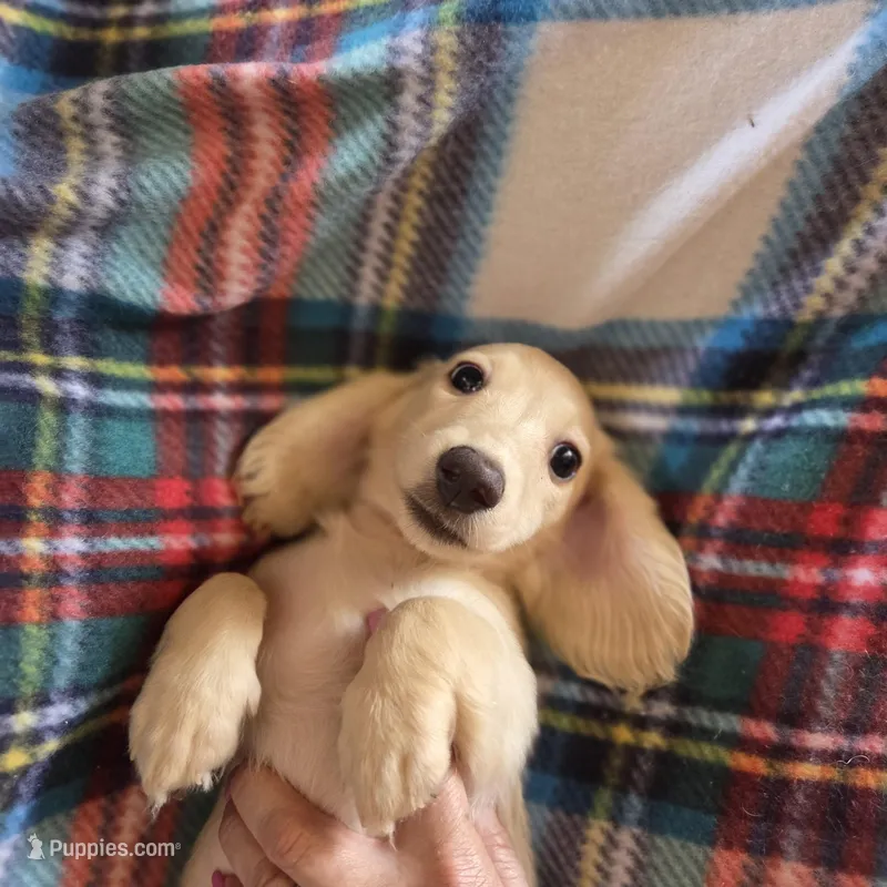 Ozzy - Longhair Cream – Miniature Dachshund puppy for sale in Sacramento, CA