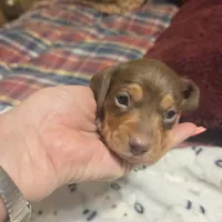 HERSHEY, a male Miniature Dachshund for sale in Sacramento, CA – 6 of 9