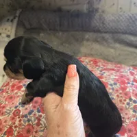 LEXY - Longhair Girl, a female Miniature Dachshund for sale in Sacramento, CA – 7 of 10