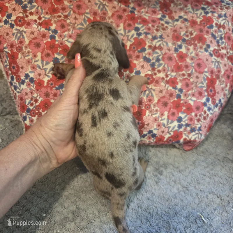 Braxton Dapple #2 – Miniature Dachshund puppy for sale in Sacramento, CA