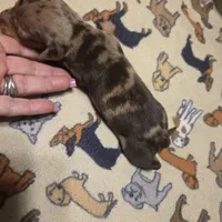 BRADLEY Dapple #1, a male Miniature Dachshund for sale in Sacramento, CA – 10 of 10