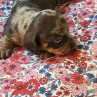 MARY DAPPLE - shorthair, a female Miniature Dachshund for sale in Sacramento, CA – 7 of 10