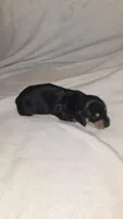 FANNY Longhair girl, a female Miniature Dachshund for sale in Sacramento, CA – 3 of 3