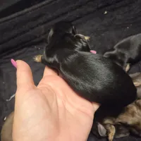 Black & Cream Longhair boy, a male Miniature Dachshund for sale in Sacramento, CA – 2 of 3