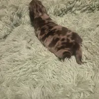Charlie Dapple Longhair, a male Miniature Dachshund for sale in Sacramento, CA – 5 of 6