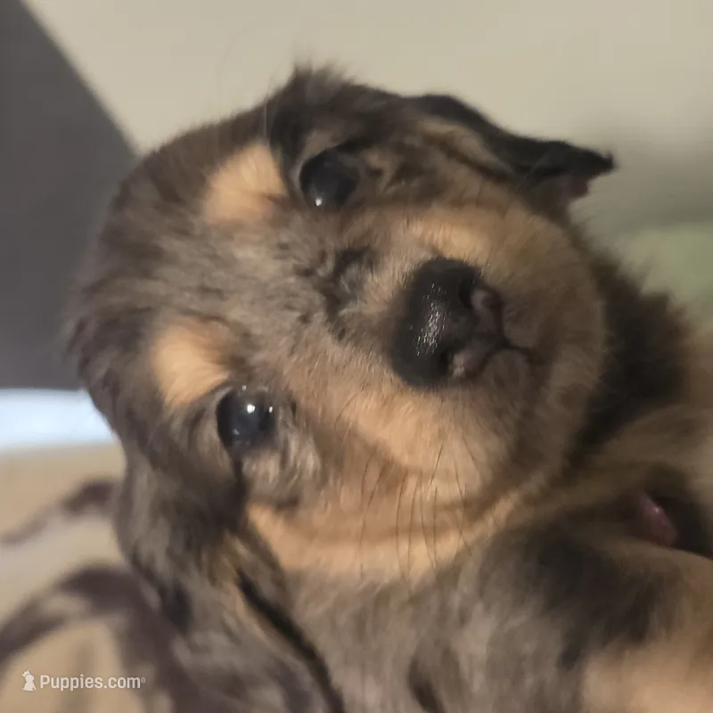  BLUE Dapple Longhair Female – Miniature Dachshund puppy for sale in Sacramento, CA