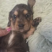  BLUE Dapple Longhair Female, a female Miniature Dachshund for sale in Sacramento, CA – 4 of 10