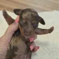 TULIP shorthair, a female Miniature Dachshund for sale in Sacramento, CA – 5 of 10