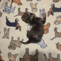 BERT Dapple #3, a male Miniature Dachshund for sale in Sacramento, CA – 8 of 8