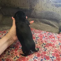 LEXY - Longhair Girl, a female Miniature Dachshund for sale in Sacramento, CA – 9 of 10