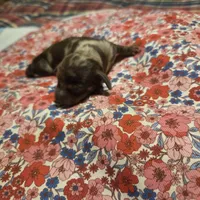 SADIE MAY, a female Miniature Dachshund for sale in Sacramento, CA – 4 of 6