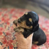 ERNIE- Black & Cream Longhair, a male Miniature Dachshund for sale in Sacramento, CA – 4 of 10