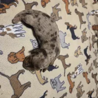 Braxton Dapple #2, a male Miniature Dachshund for sale in Sacramento, CA – 8 of 8