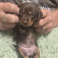 Georgie Girl - shorthair, a female Miniature Dachshund for sale in Sacramento, CA – 5 of 8