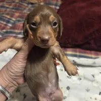 HERSHEY, a male Miniature Dachshund for sale in Sacramento, CA – 5 of 9