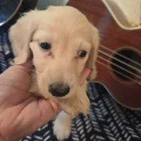Ready Now - Cream longhair , a male Miniature Dachshund for sale in Sacramento, CA – 1 of 10