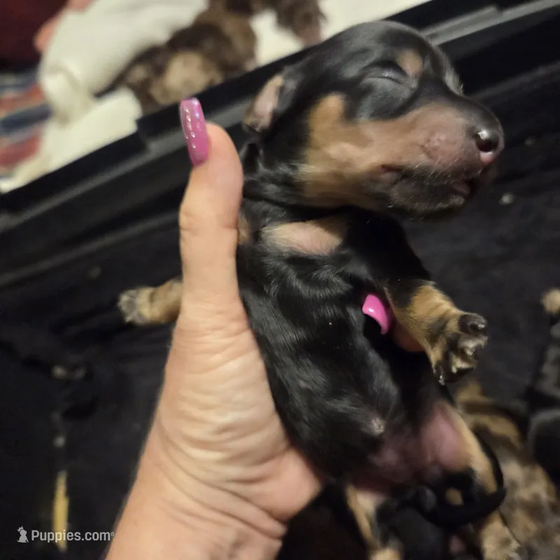 Black & Cream Longhair boy – Miniature Dachshund puppy for sale in Sacramento, CA