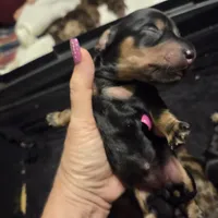 Black & Cream Longhair boy, a male Miniature Dachshund for sale in Sacramento, CA – 1 of 3
