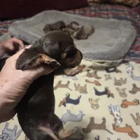 Babygirl, a female Miniature Dachshund for sale in Sacramento, CA – 4 of 5