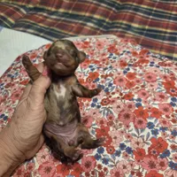 SADIE MAY, a female Miniature Dachshund for sale in Sacramento, CA – 2 of 6