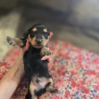 ERNIE- Black & Cream Longhair, a male Miniature Dachshund for sale in Sacramento, CA – 2 of 10