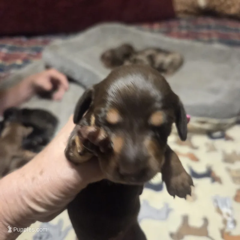 Babygirl – Miniature Dachshund puppy for sale in Sacramento, CA