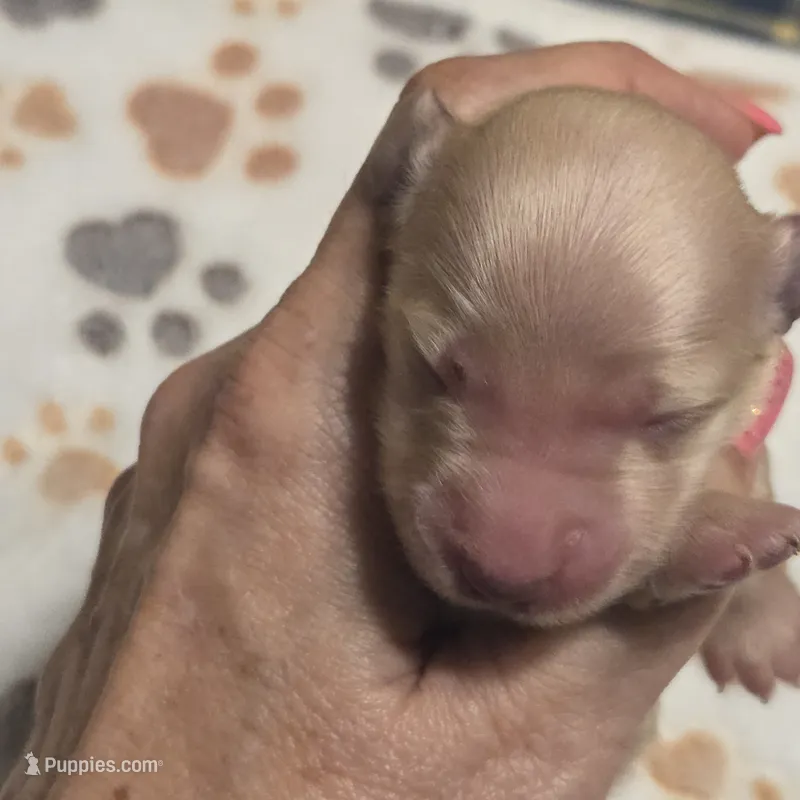 George – Miniature Dachshund puppy for sale in Sacramento, CA