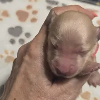 George, a male Miniature Dachshund for sale in Sacramento, CA – 1 of 5