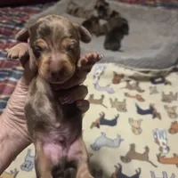 BRADLEY Dapple #1, a male Miniature Dachshund for sale in Sacramento, CA – 2 of 10