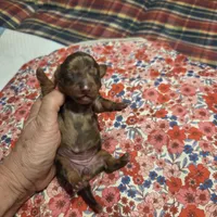 SADIE MAY, a female Miniature Dachshund for sale in Sacramento, CA – 5 of 6
