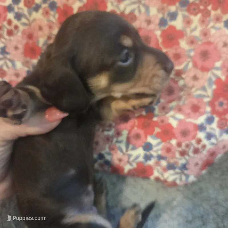 Babygirl – Miniature Dachshund puppy for sale in Sacramento, CA