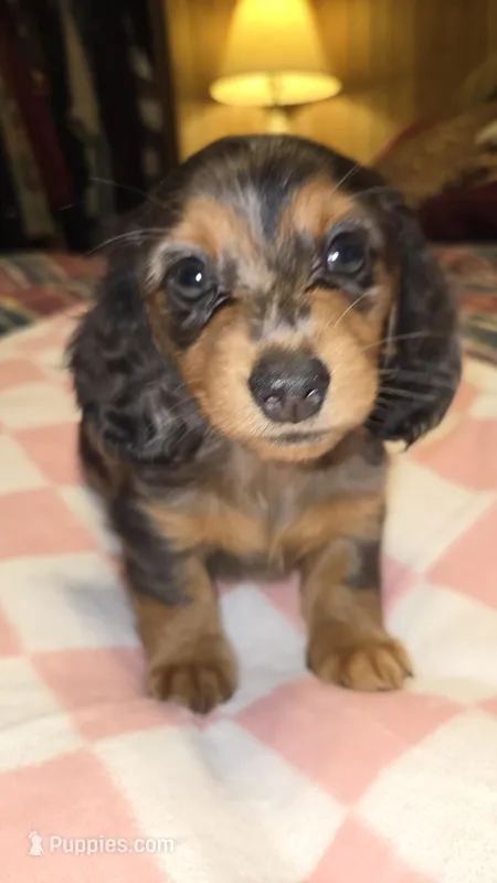 PEBBLES – Miniature Dachshund puppy for sale in Sacramento, CA