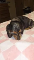 PEBBLES, a female Miniature Dachshund for sale in Sacramento, CA – Photo 2 of 5