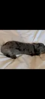  TINY Dapple Longhair, a female Miniature Dachshund for sale in Sacramento, CA – 2 of 3
