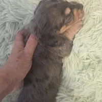  BLUE Dapple Longhair Female, a female Miniature Dachshund for sale in Sacramento, CA – 5 of 10