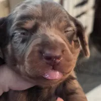 CHARLES DAPPLE - shorthair, a female Miniature Dachshund for sale in Sacramento, CA – 1 of 6