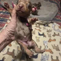 BRADLEY Dapple #1, a male Miniature Dachshund for sale in Sacramento, CA – 5 of 10