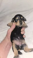 FANNY Longhair girl, a female Miniature Dachshund for sale in Sacramento, CA – 1 of 3