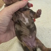 TULIP shorthair, a female Miniature Dachshund for sale in Sacramento, CA – 3 of 10