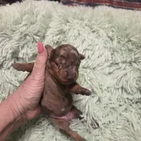 SADIE - flashy shorthair , a female Miniature Dachshund for sale in Sacramento, CA – 5 of 5