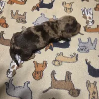 BRADLEY Dapple #1, a male Miniature Dachshund for sale in Sacramento, CA – 9 of 10