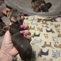 BERT Dapple #3, a male Miniature Dachshund for sale in Sacramento, CA – 4 of 8
