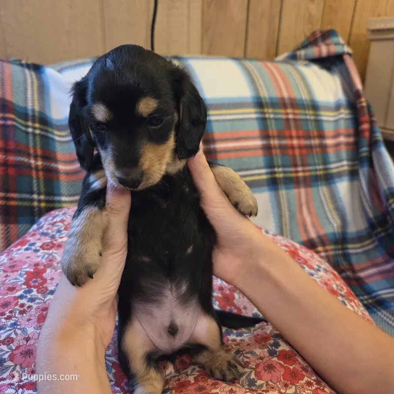 ERNIE- AKC Black & Cream Longhair – Miniature Dachshund puppy for sale in Sacramento, CA