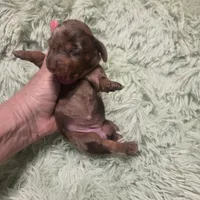 SADIE - flashy shorthair , a female Miniature Dachshund for sale in Sacramento, CA – 4 of 5