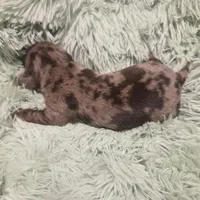 SADIE - flashy shorthair , a female Miniature Dachshund for sale in Sacramento, CA – 3 of 5